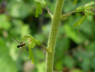 ...al pascolo su Listera ovata